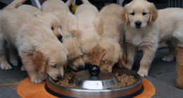 En İyi Köpek Maması Çeşitleri
